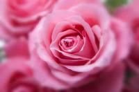 Elegant Pink Rose Blossom in Full Bloom