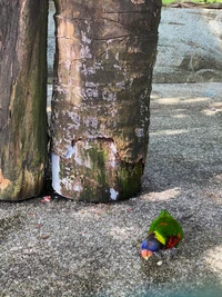 Lori colorido debajo de un tronco de árbol con sombras y corteza texturizada