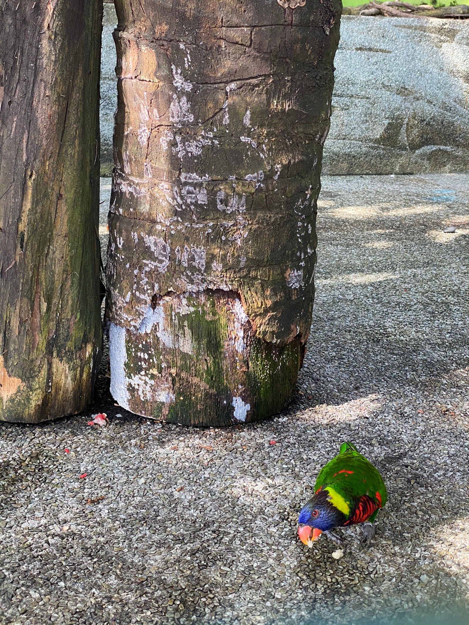 Hay un pájaro que está sentado en el suelo junto a un árbol (árbol, madera, colorido, maletero, sombra)