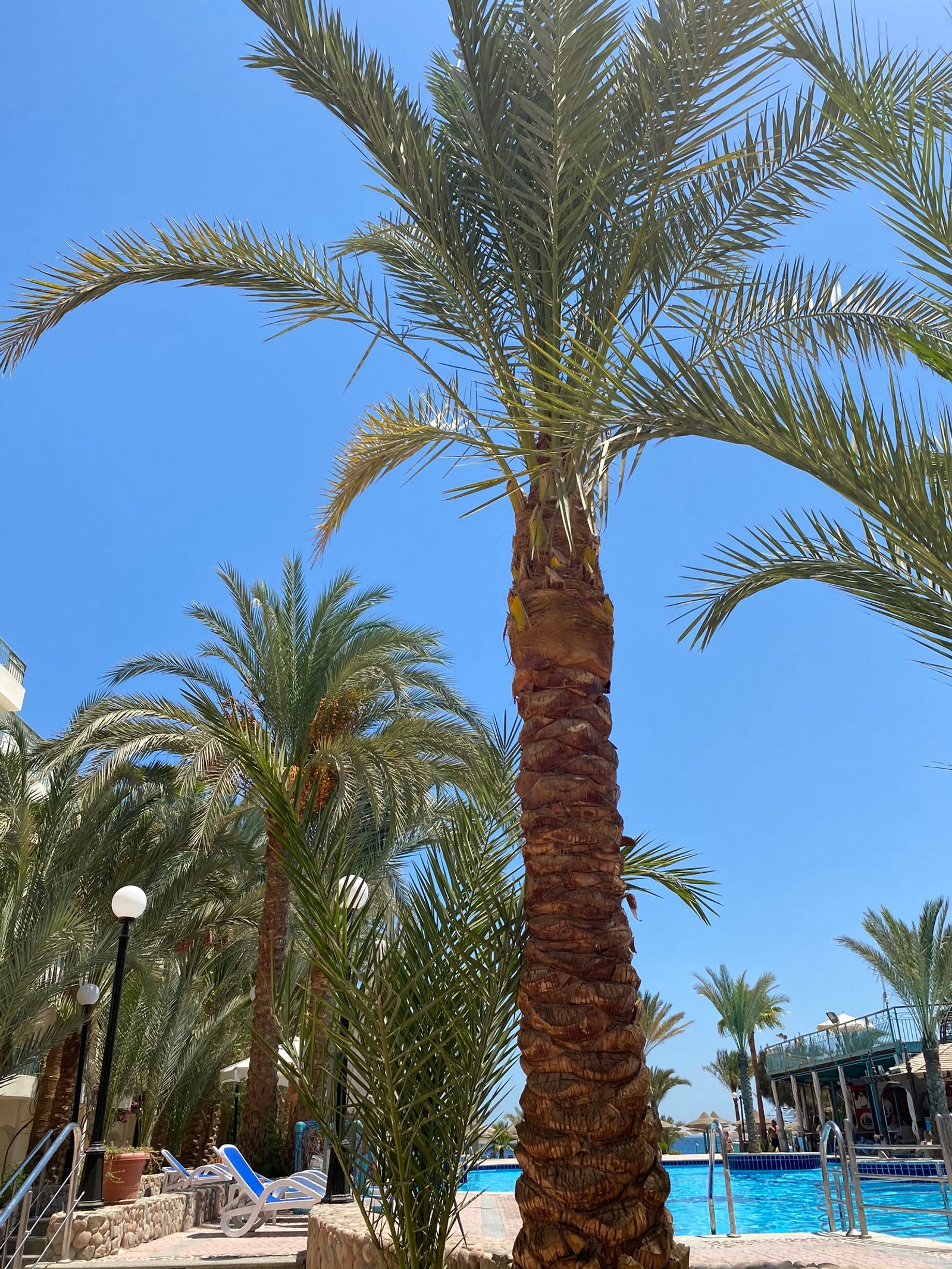 Há uma palmeira ao lado de uma piscina com um céu azul (palmeira das tâmaras, plantas, biologia, ciência, árvore)