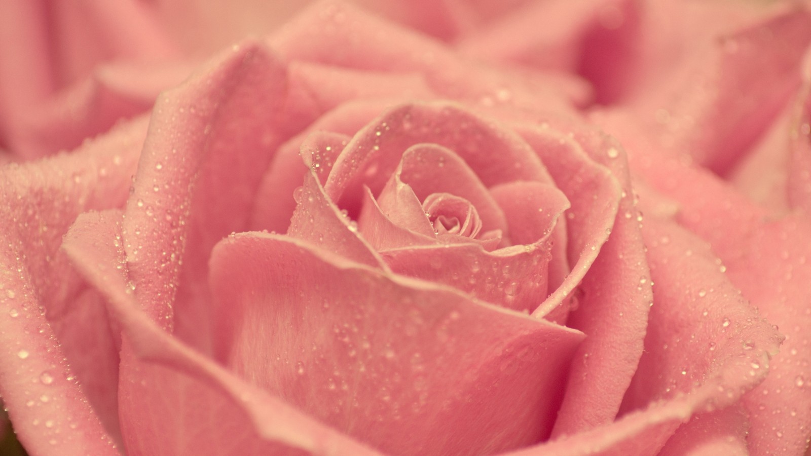 A close up of a pink rose with water droplets on it (pink, petal, close up, rose, garden roses)