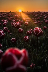 Sonnenuntergang über einem Feld blühender roter Tulpen