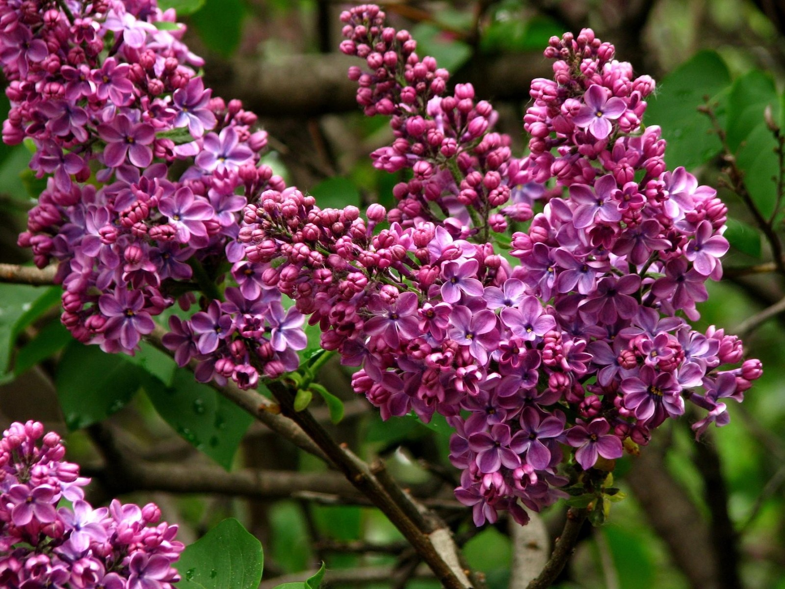 Purple flowers are blooming on a tree in the forest (common lilac, branch, blossom, flowering plant, plant)