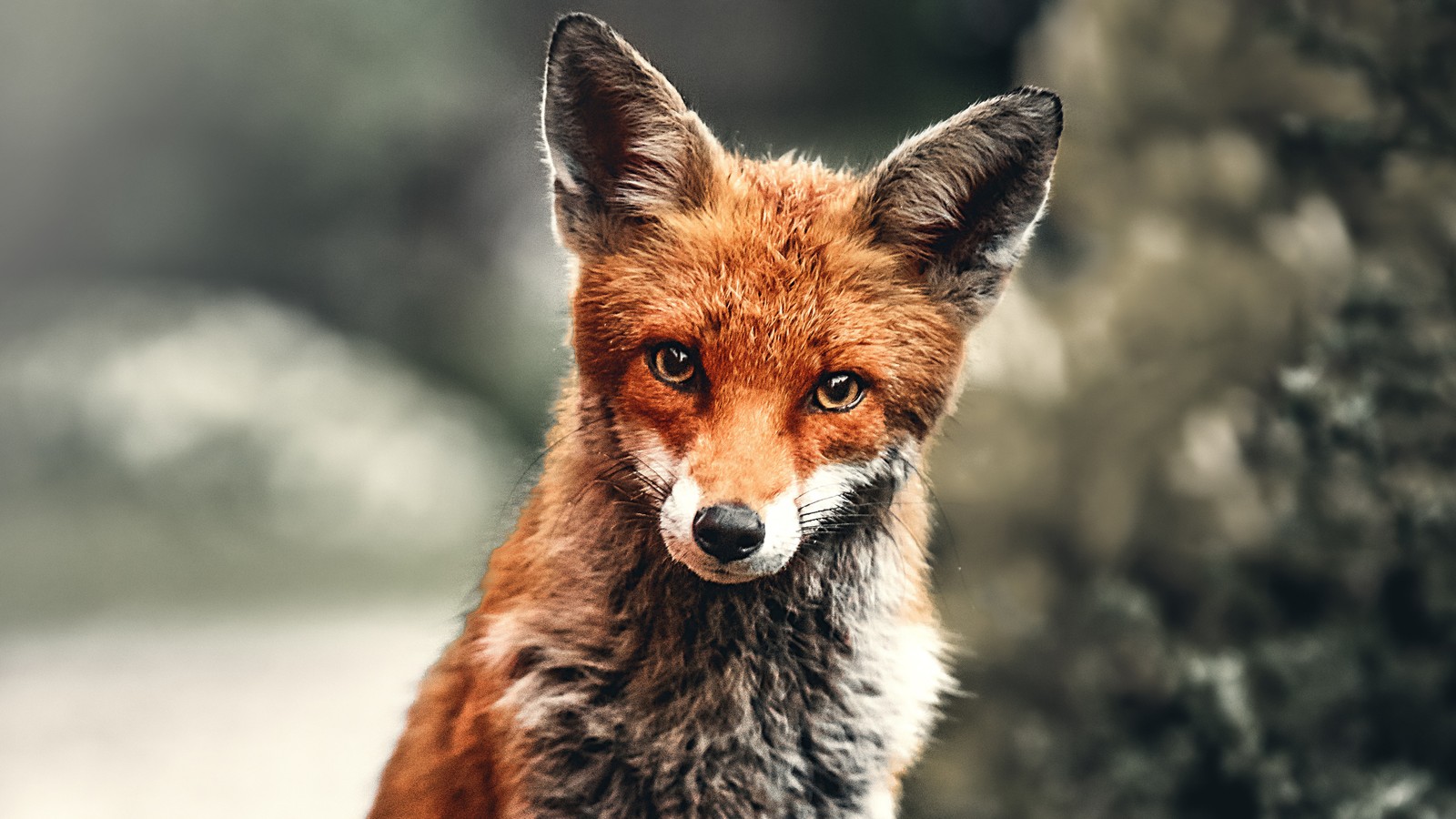 There is a red fox that is standing in the dirt (red fox, animals)