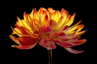 dahlia flower, black background, orange flower, amoled, flowers wallpaper