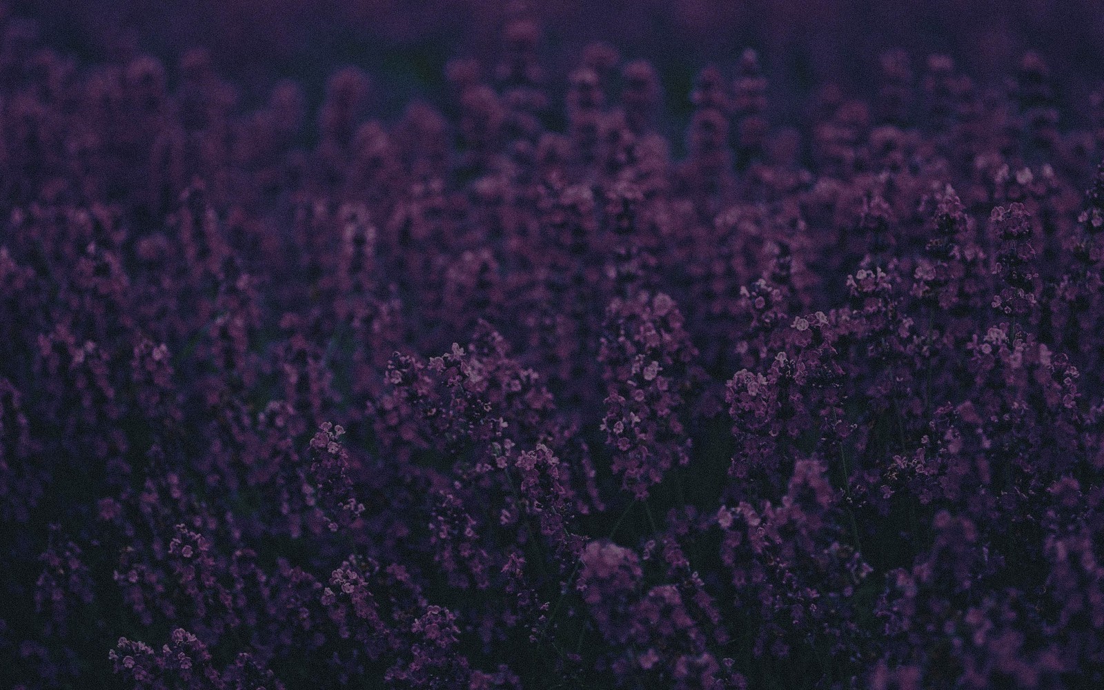 Lila blumen in einem feld mit einem dunklen hintergrund (lavendel, violett, lila, schwarz, flieder)