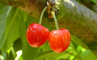 Cerejas maduras em um galho de árvore