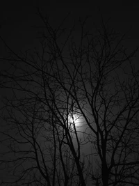 black and white, branch, night, twig, atmosphere wallpaper