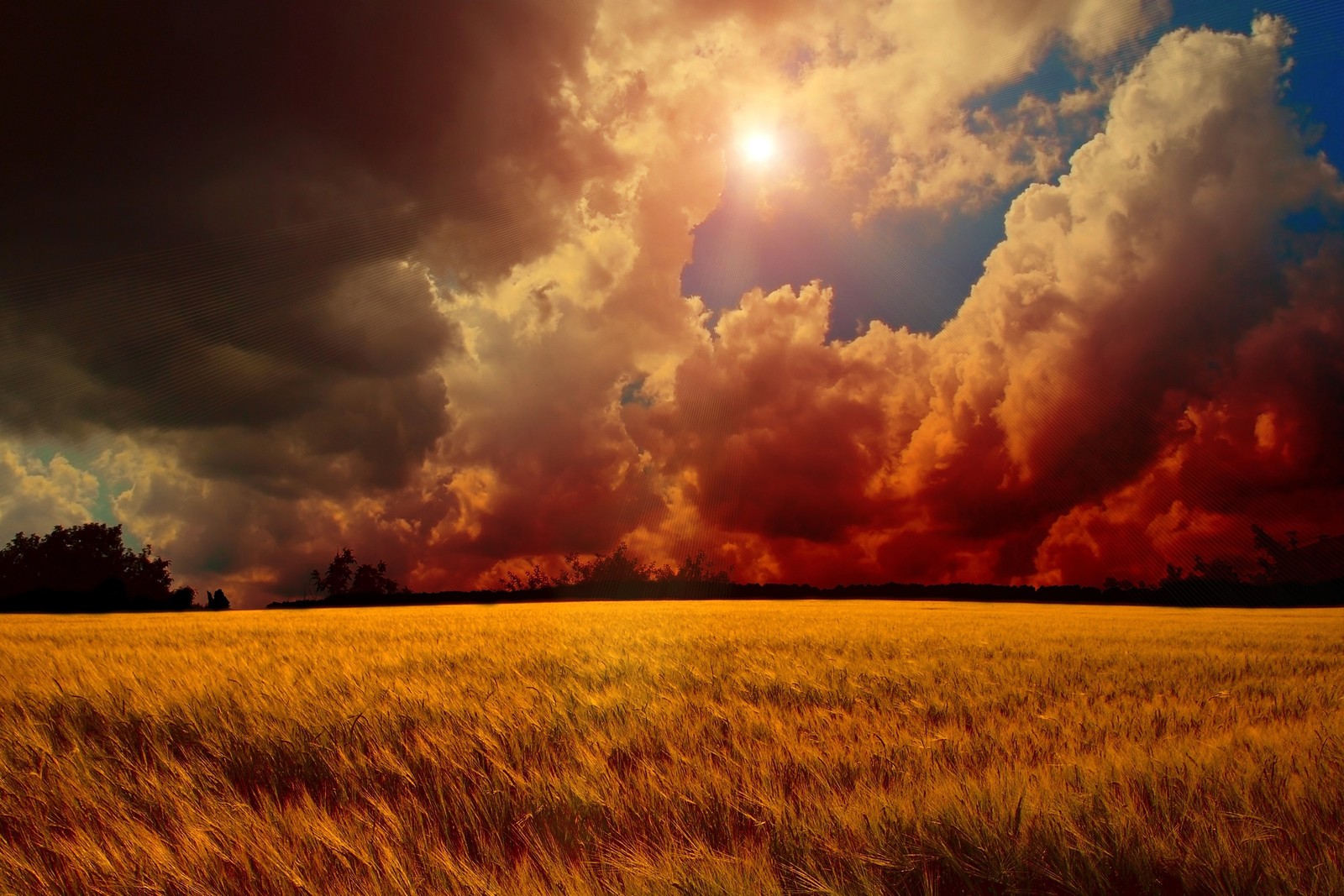 Un primer plano de un campo de hierba con el sol al fondo (atardecer, amanecer, naturaleza, nube, campo)