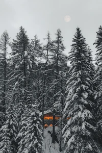 Winter Serenity: A Snow-Covered Spruce Fir Forest with a Glimpse of Warmth