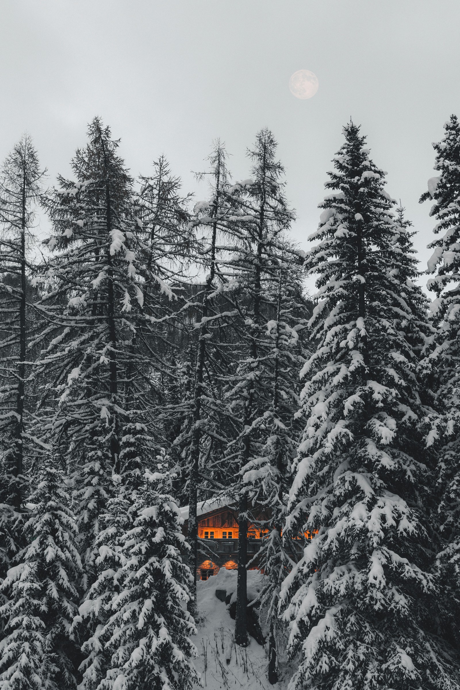 Snowy trees and a cabin in the middle of a forest (pine, fir, black and white, spruce fir forest, forest)