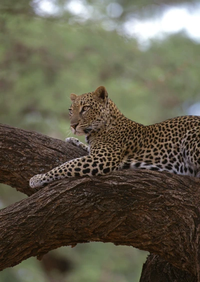 Leopardo descansando graciosamente en una rama de árbol en un entorno de selva exuberante.