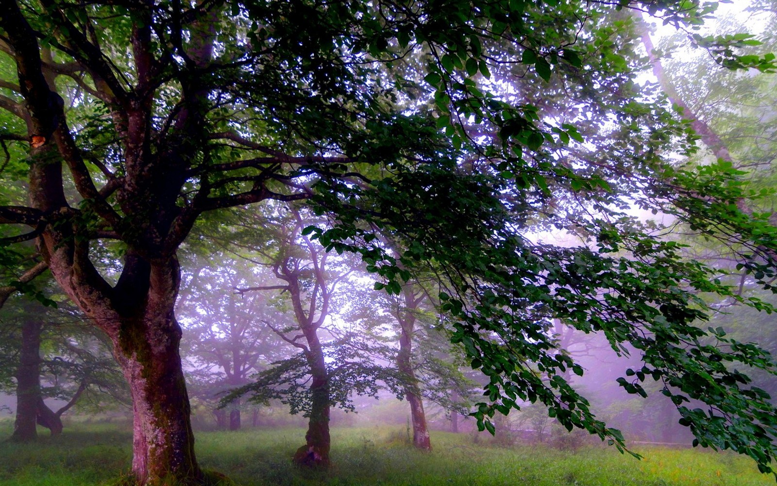 Descargar fondo de pantalla árbol, naturaleza, bosque, ramo, otoño