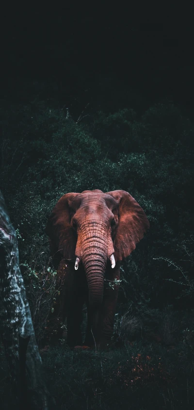 Majestic African Elephant Amidst Dense Foliage