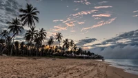 beach, palm tree, cloud, tropics, shore wallpaper