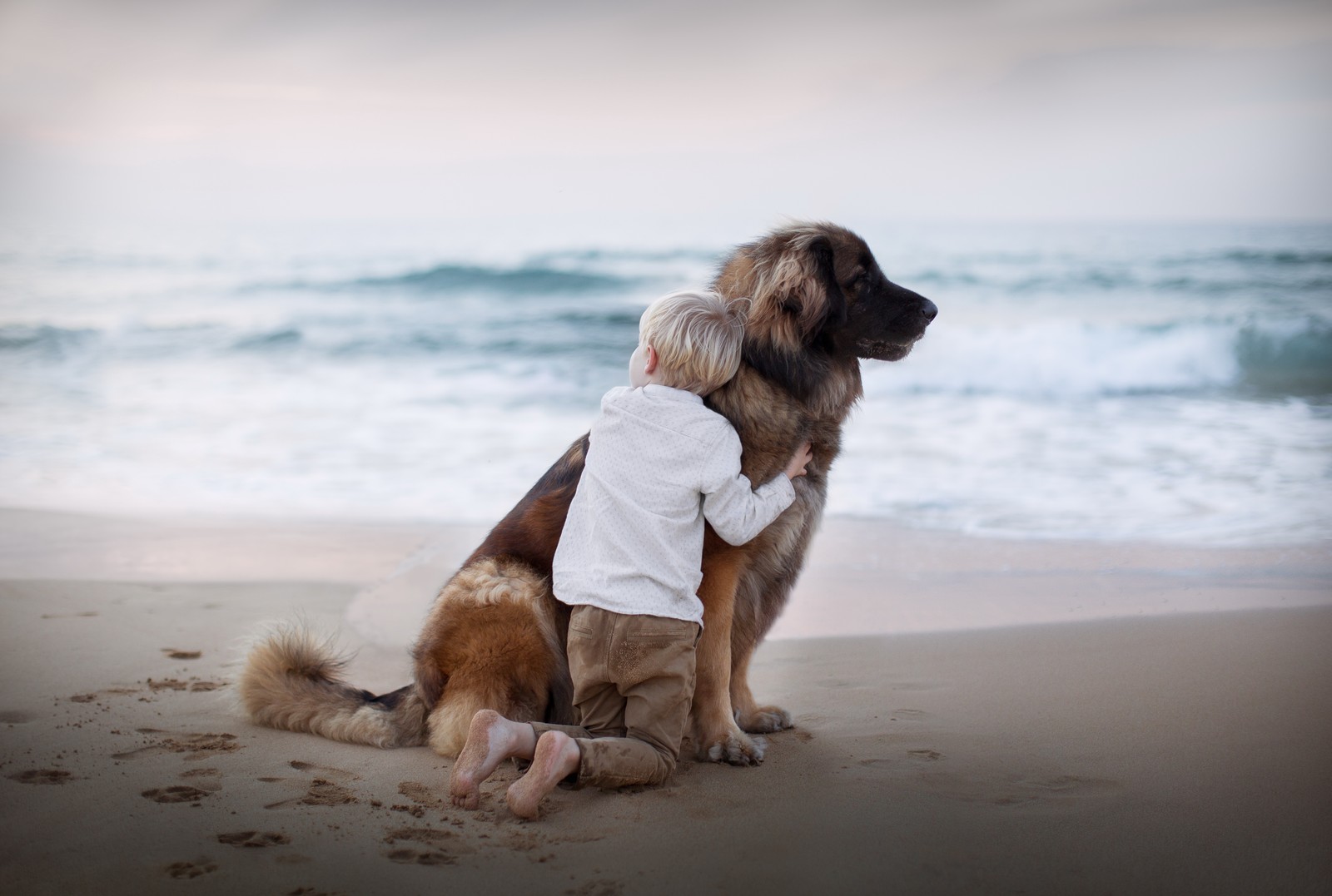 dog, dog breed, beach, sea, sand wallpaper