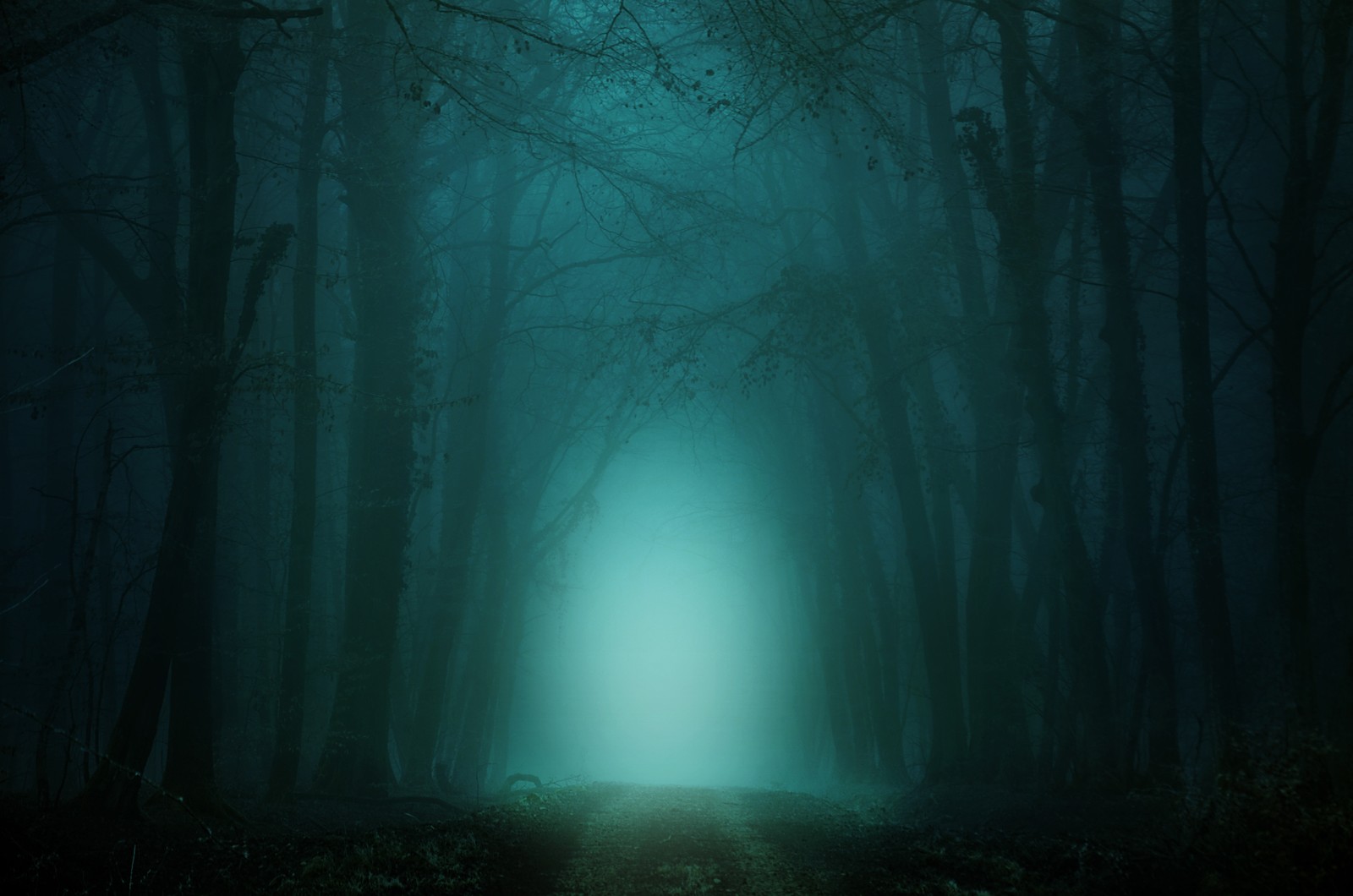 Un bosque oscuro con una luz al final (mañana, bosque, camino, brumoso, verde azulado)