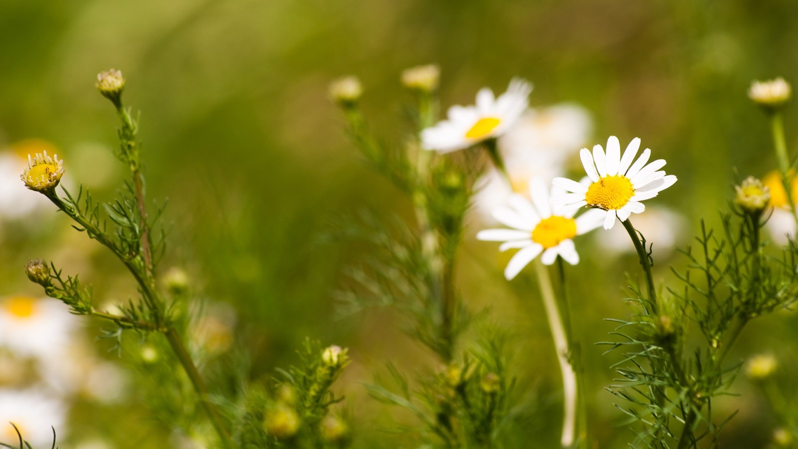 Il y a beaucoup de fleurs blanches qui poussent dans l'herbe (marguerite, plante, fleur sauvage, flore, matricaria)