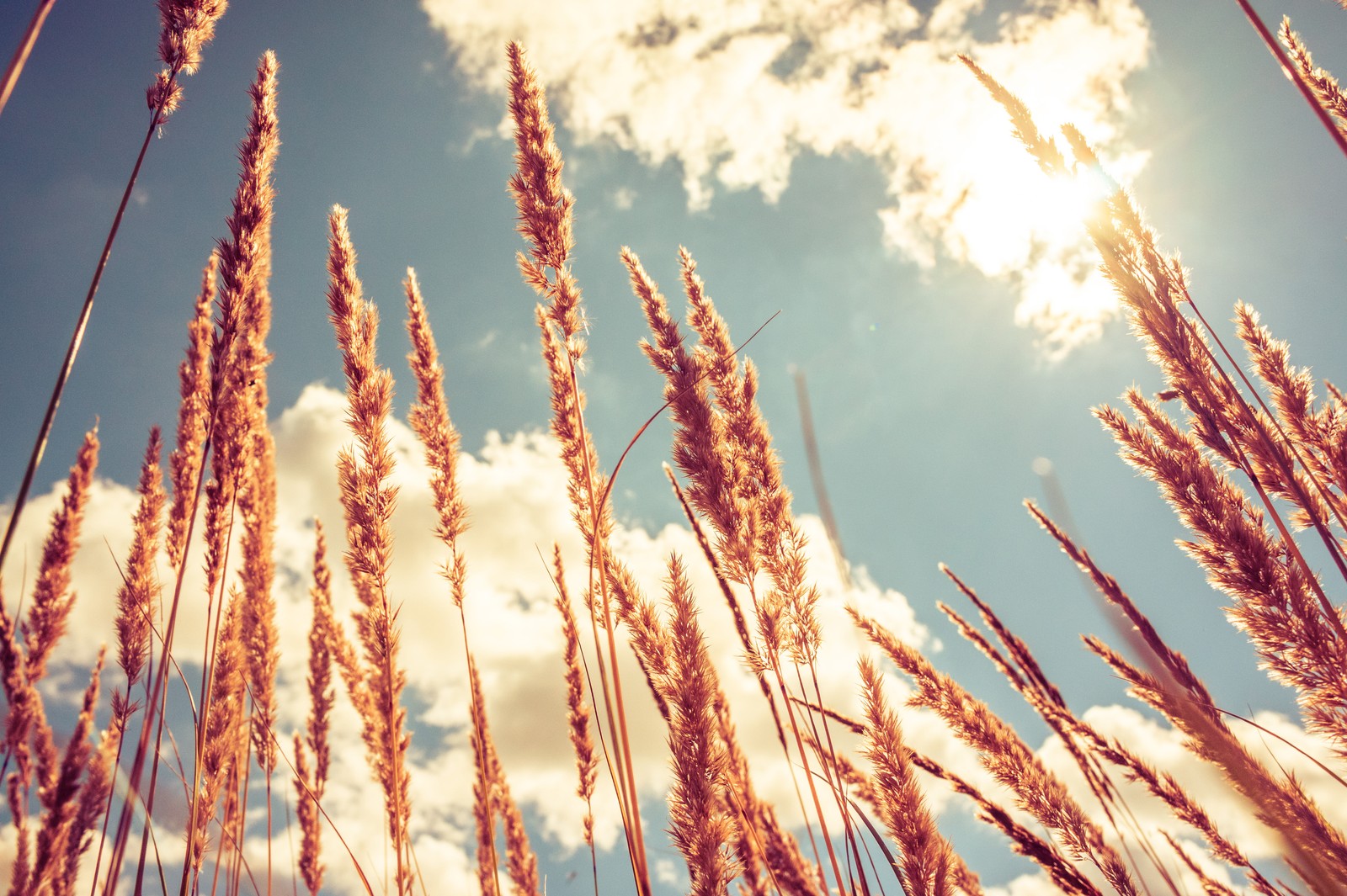 Tall grass in the foreground with a blue sky and clouds in the background (grass family, sunlight, grass, grasses, spring)