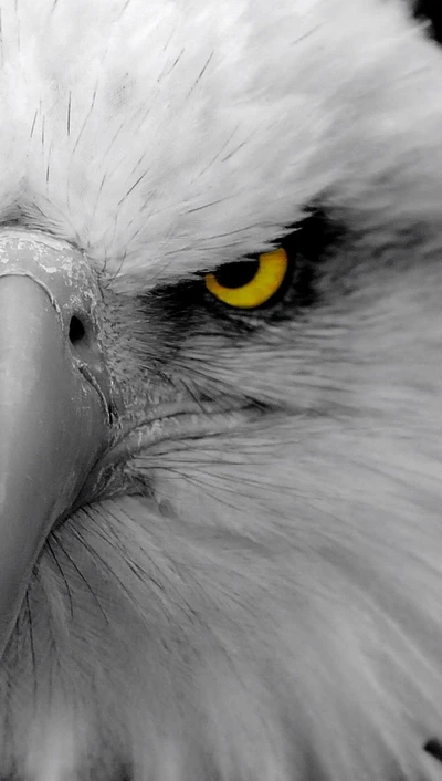 Intense Gaze of a Majestic Eagle