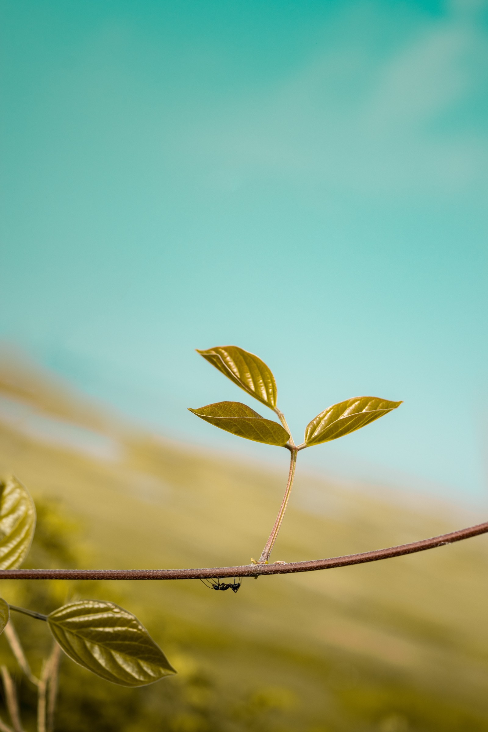 Há uma pequena planta crescendo em um galho (verde, natureza, folha, um, flor)