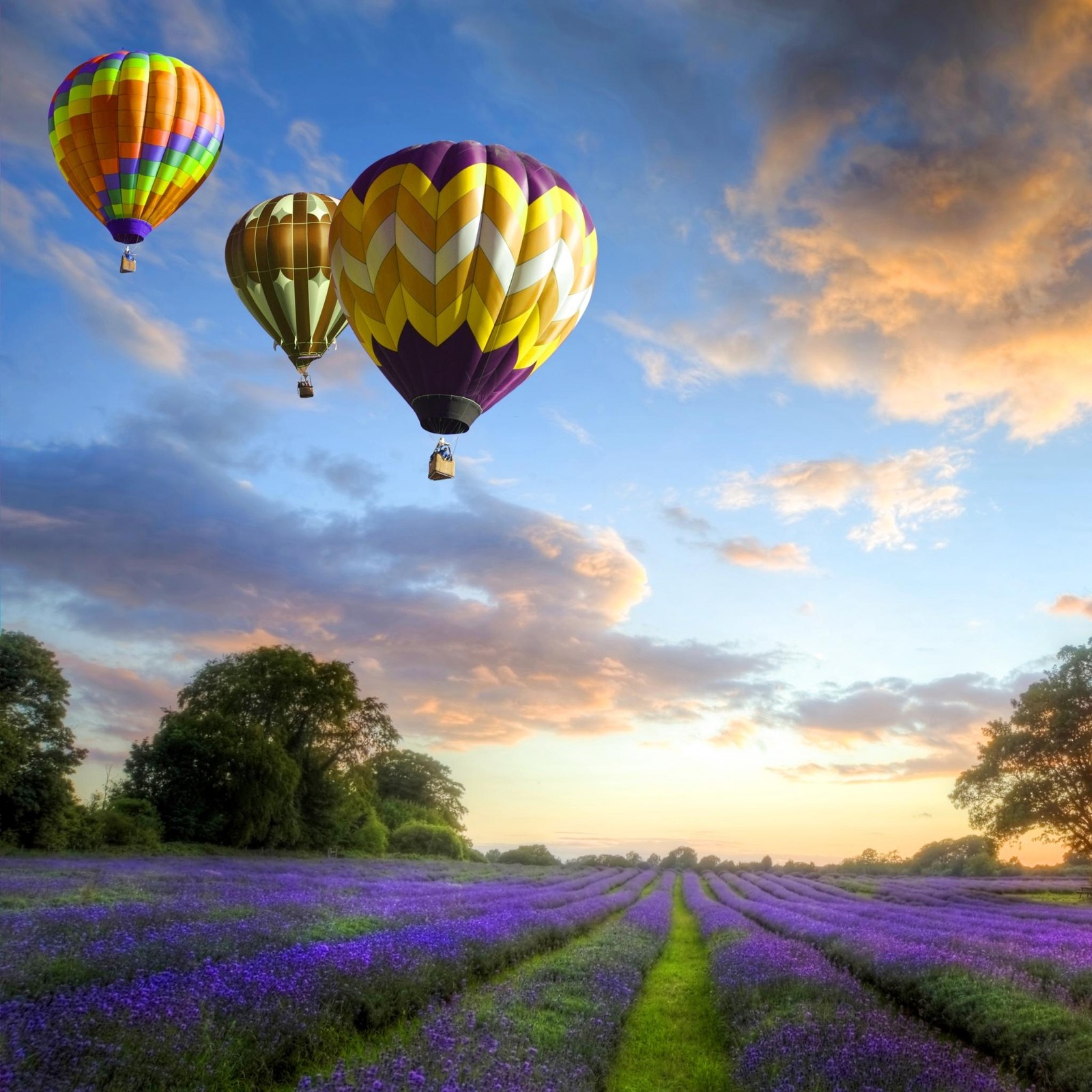 Un champ de lavande violet avec des montgolfières volant au-dessus (ea, hn)