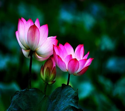 Elegantes flores de lótus em meio à vegetação exuberante