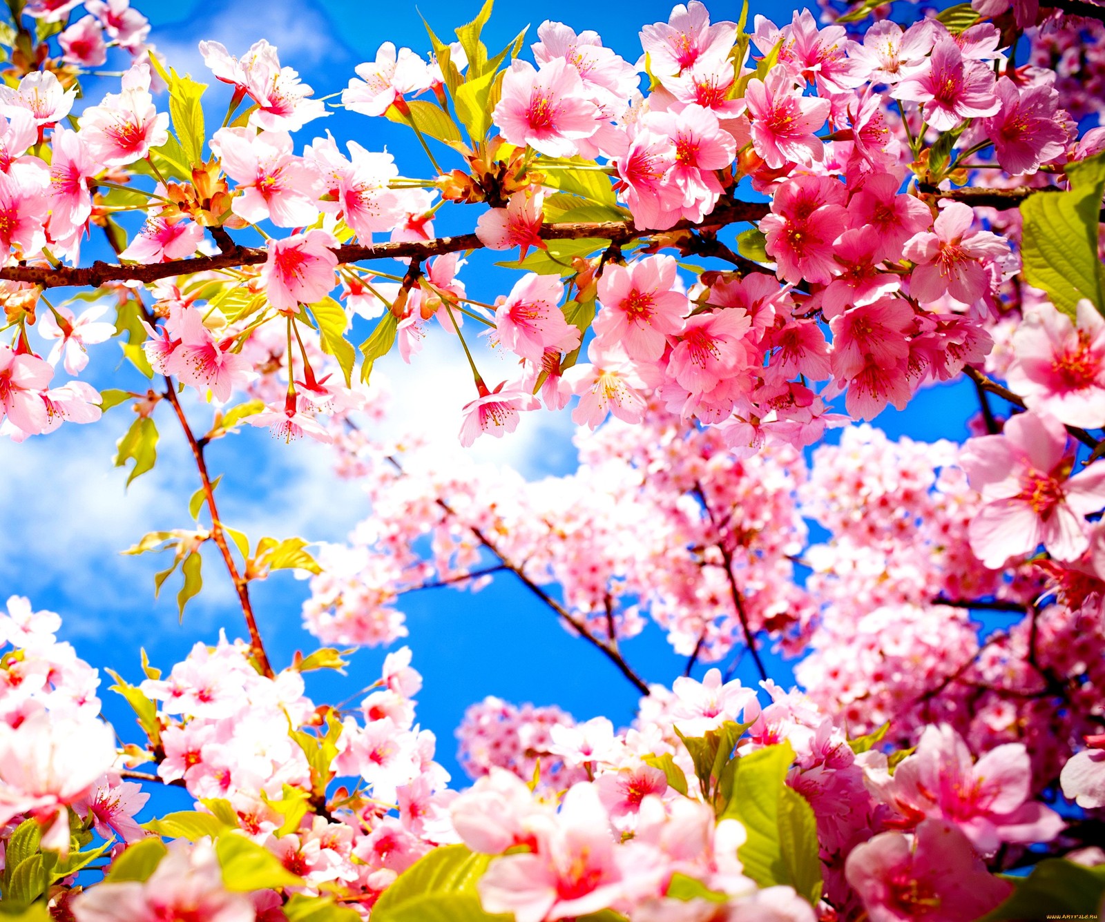 Um close de uma árvore com flores rosas e folhas verdes (natureza, pink spring)