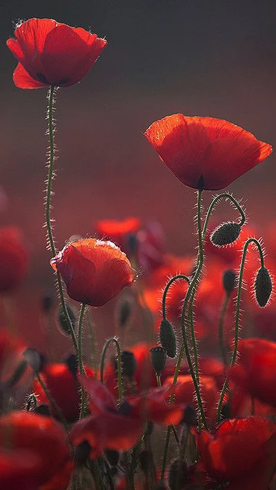 Lebendige rote Mohnblumen in Blüte