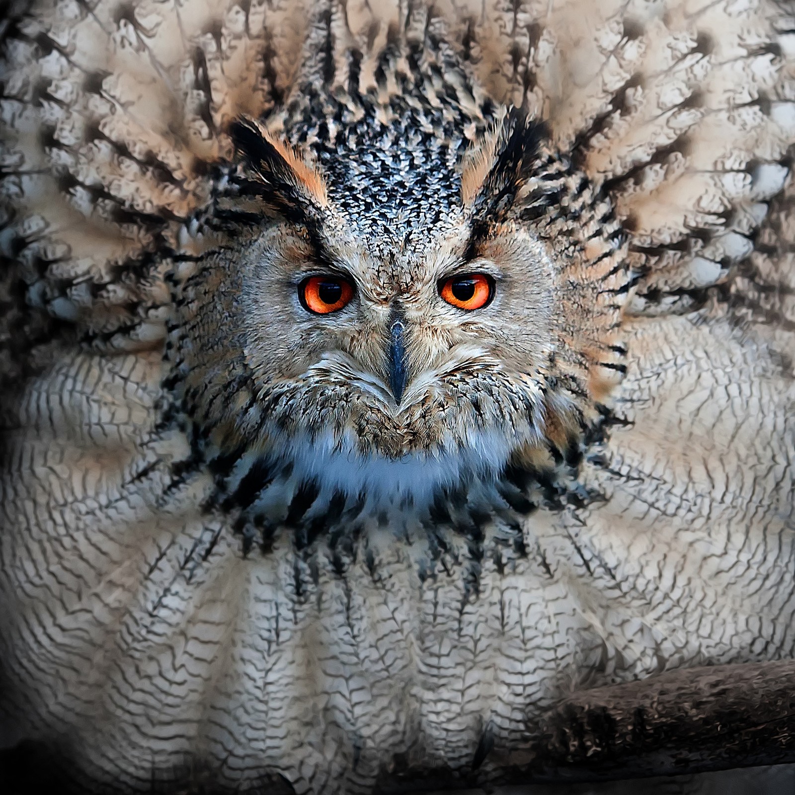 There is a close up of an owl with orange eyes (animal, bird, owl)