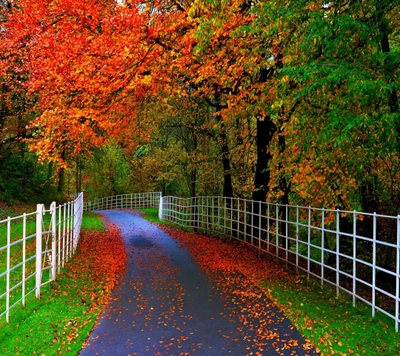 Charming Autumn Pathway Framed by Vibrant Foliage