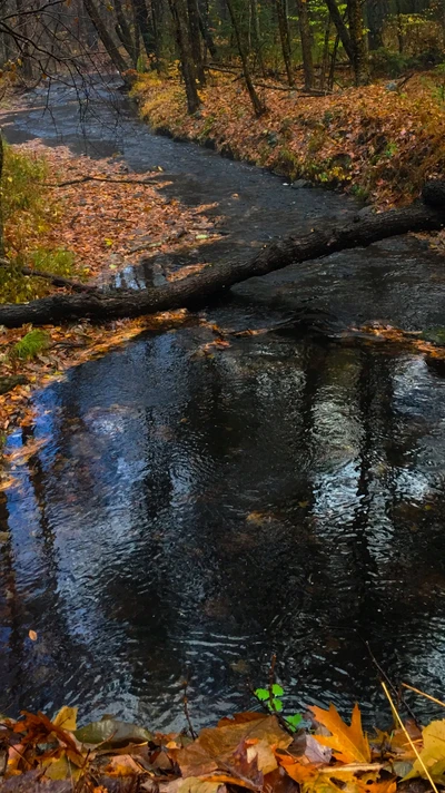 automne, flueve