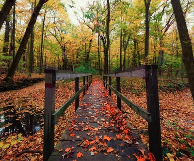 bosque, hermosa vista