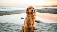 golden retriever, labrador retriever, poodle, retriever, breed