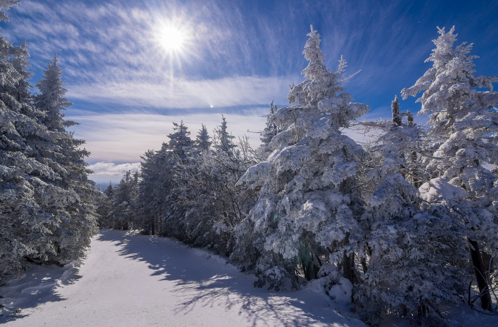 snow, winter, tree, freezing, frost wallpaper