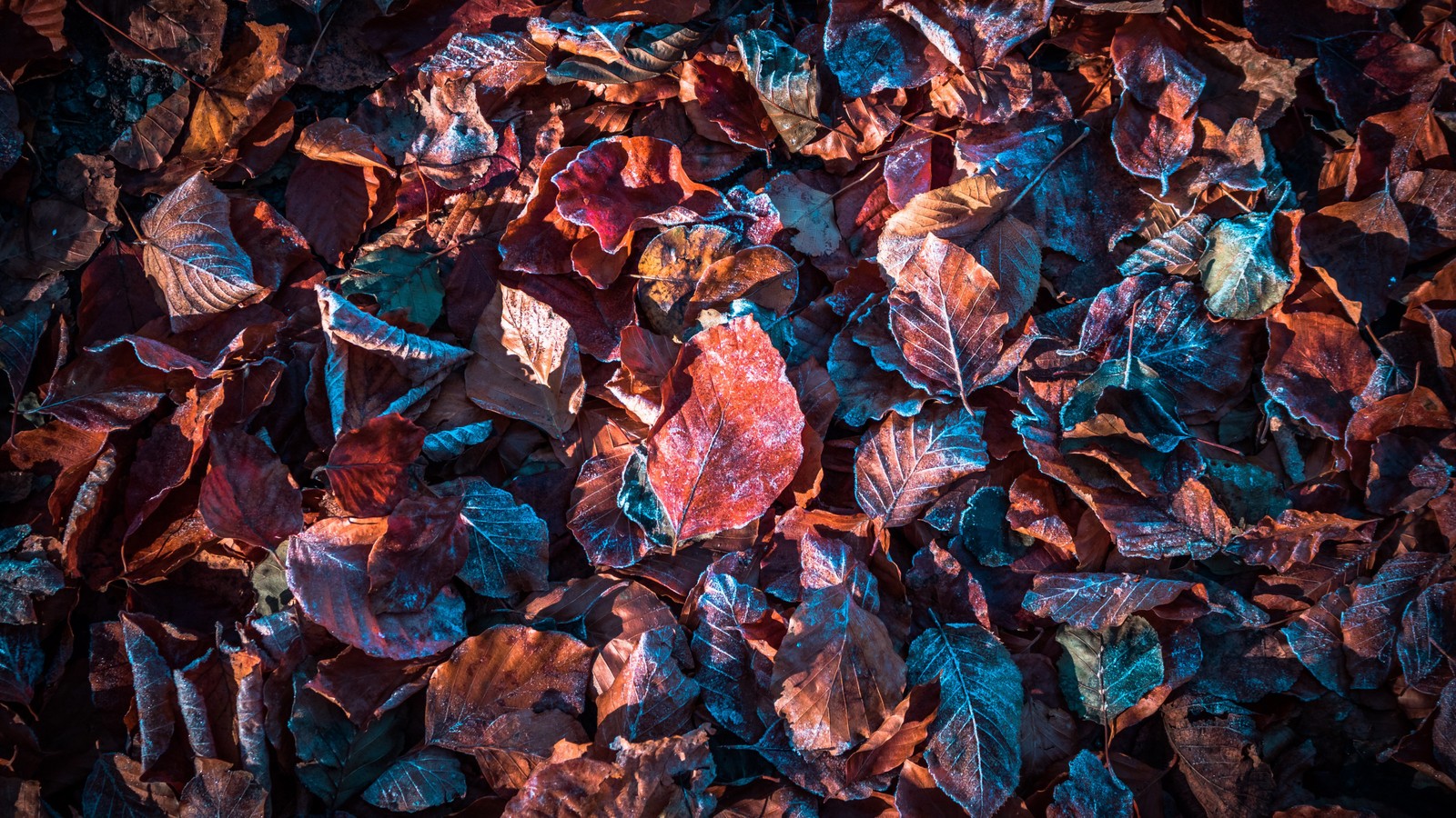 Téléchargez le fond d'écran feuilles dautomne, automne, feuille, marron, orange