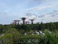 Supertree Grove in den Gardens by the Bay, Singapur: Eine Fusion von Natur und innovativer Botanik