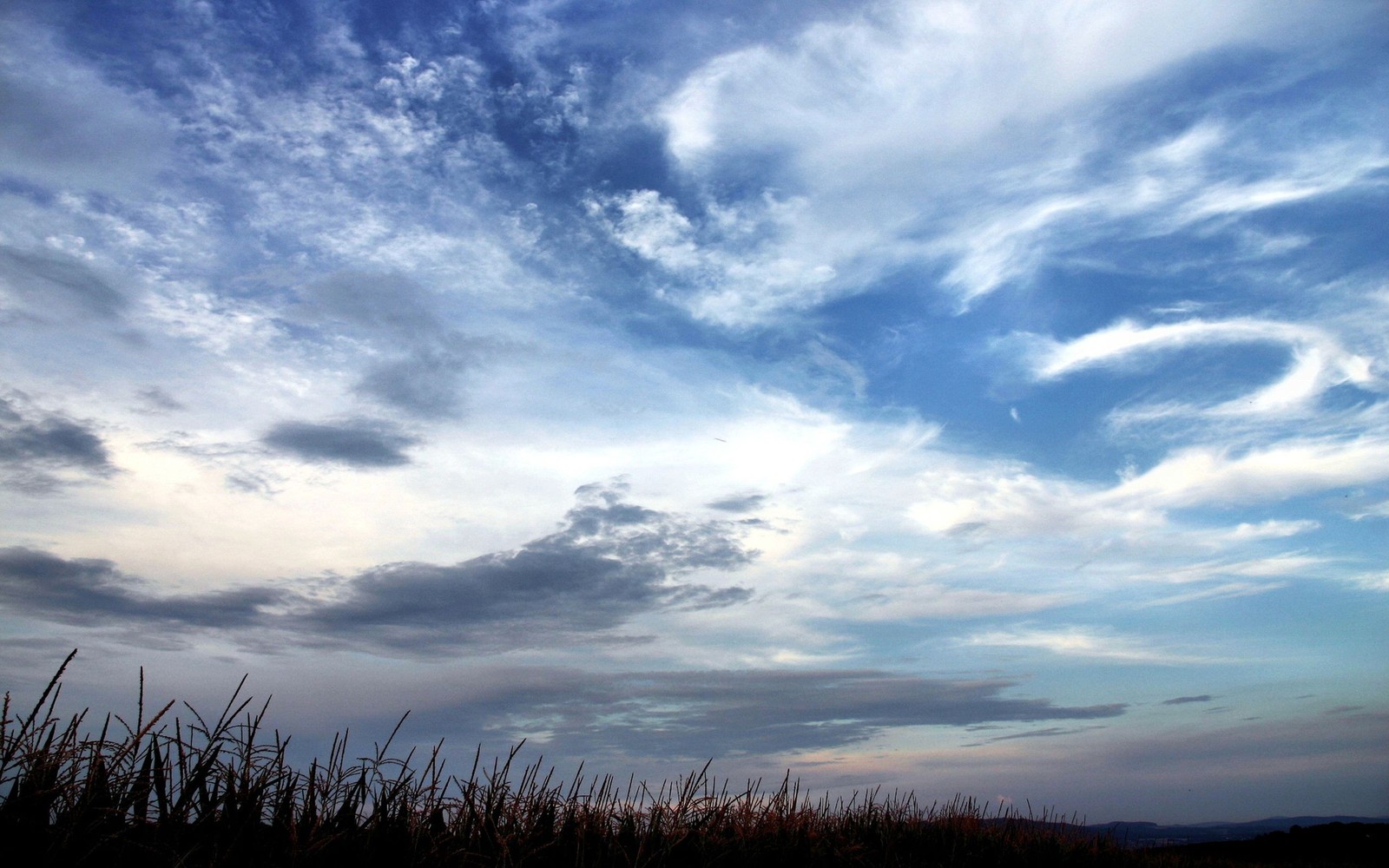 Des prairies d'herbes hautes et quelques nuages dans le ciel (nuage, journée, atmosphère, horizon, matin)