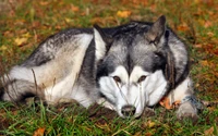 alaskan malamute, alaskan husky, puppy, saarloos wolfdog, miniature schnauzer