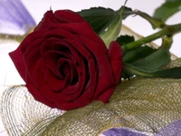 Elegant Red Rose with Delicate Petals and Decorative Foliage