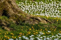 natur, blume, pflanze, menschen in der natur, botanik