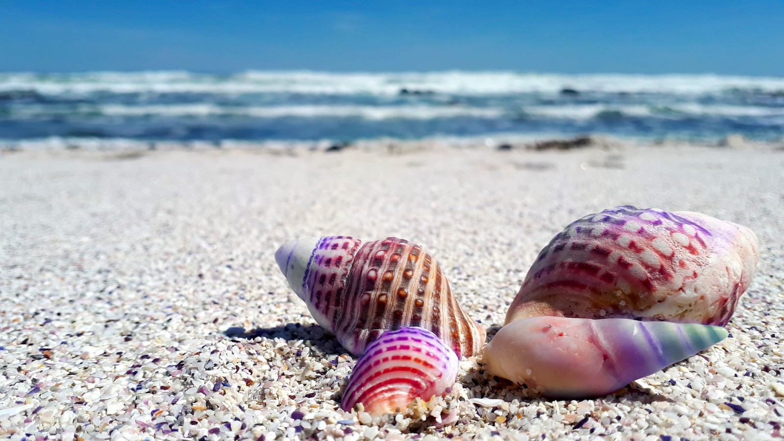 There are two shells on the sand near the ocean (seashell, beach, shore, sea, coast)