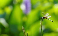 Libélula no caule da planta em meio à vegetação exuberante