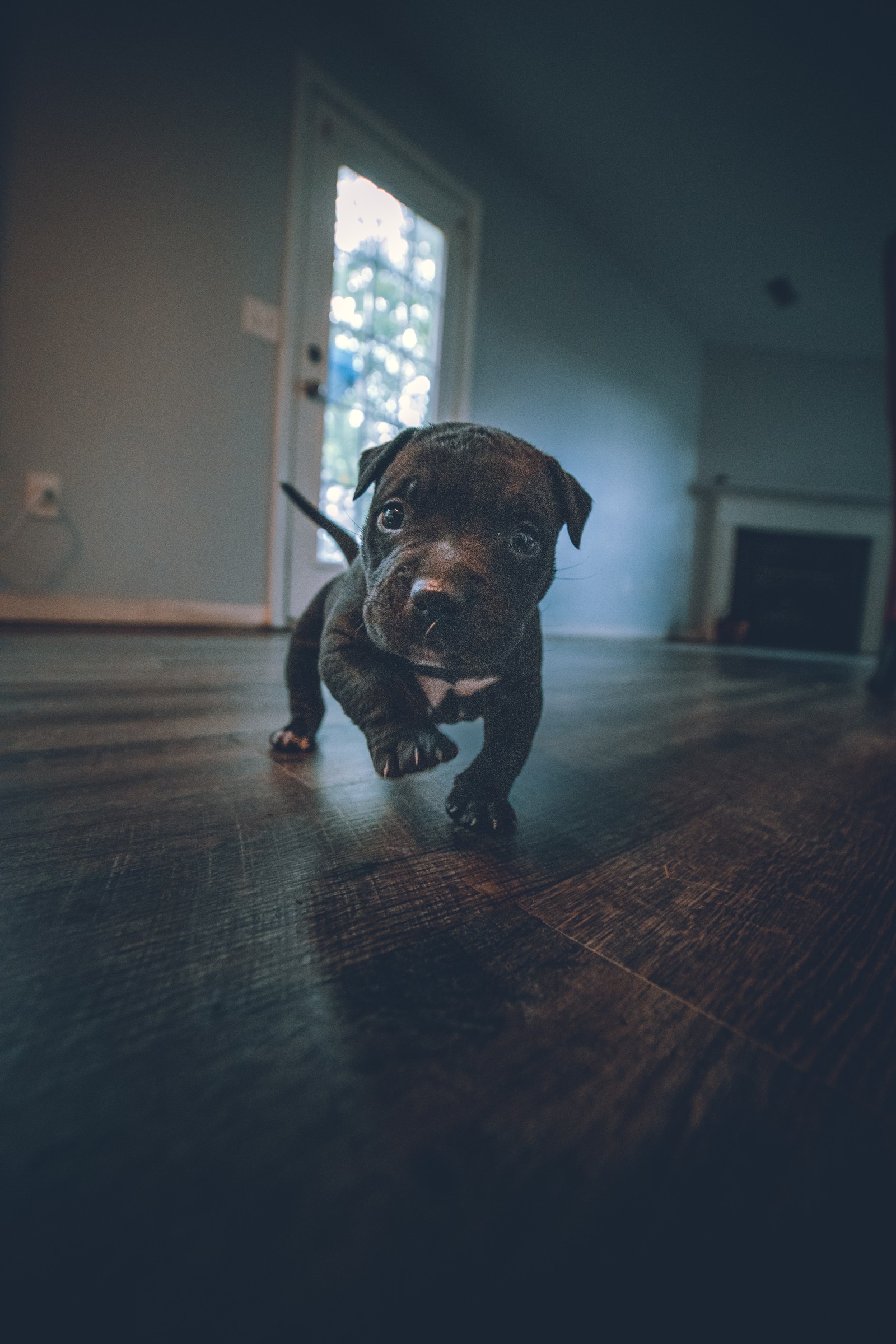 There is a small dog that is standing on the floor (great dane, american pit bull terrier, canidae, poodle, pug)