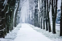 Camino invernal sereno a través de un bosque cubierto de nieve