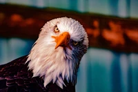 Close-up of a bald eagle showcasing its striking features and intense gaze.