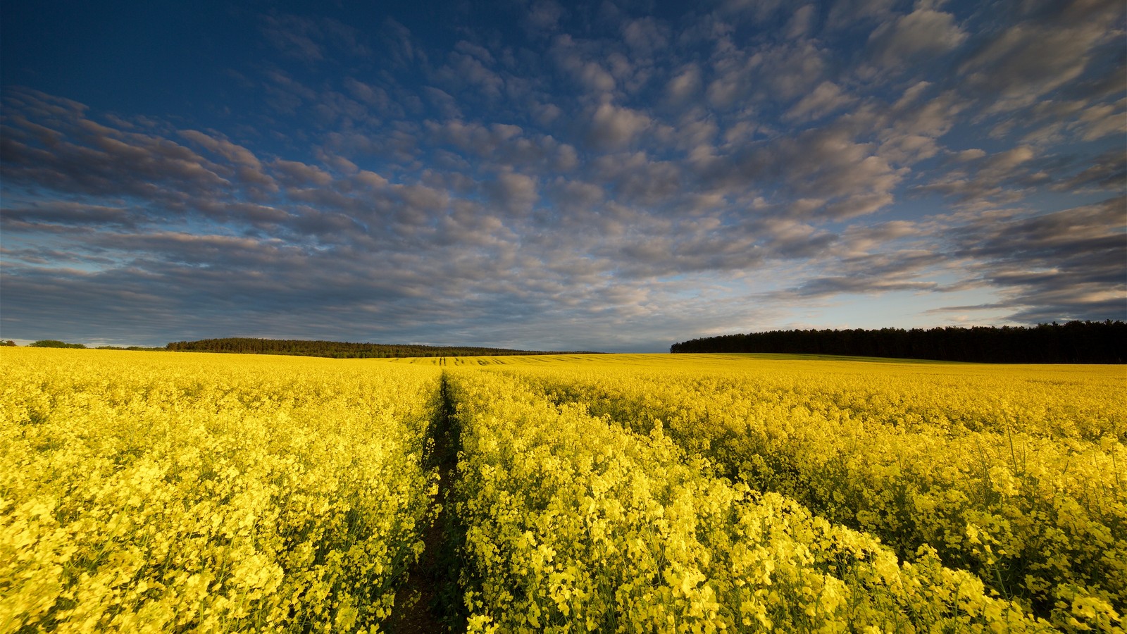 Um campo de flores amarelas sob um céu nublado (colza, videoclipe, dia, ambiente natural, amarelo)