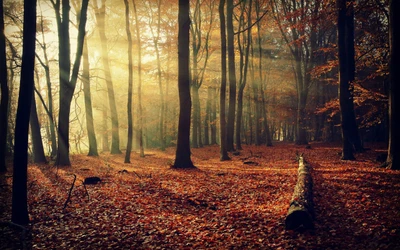 forêt, arbre, nature, boisé, feuille