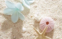 seashell, sand, petal, shell beach, starfish wallpaper