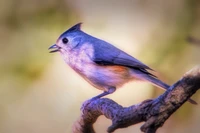 beak, blue jay, bird, bluebird, blue wallpaper